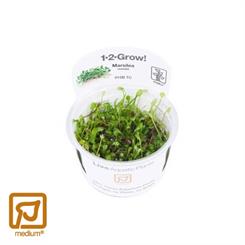 Marsilea crenata 1-2-grow